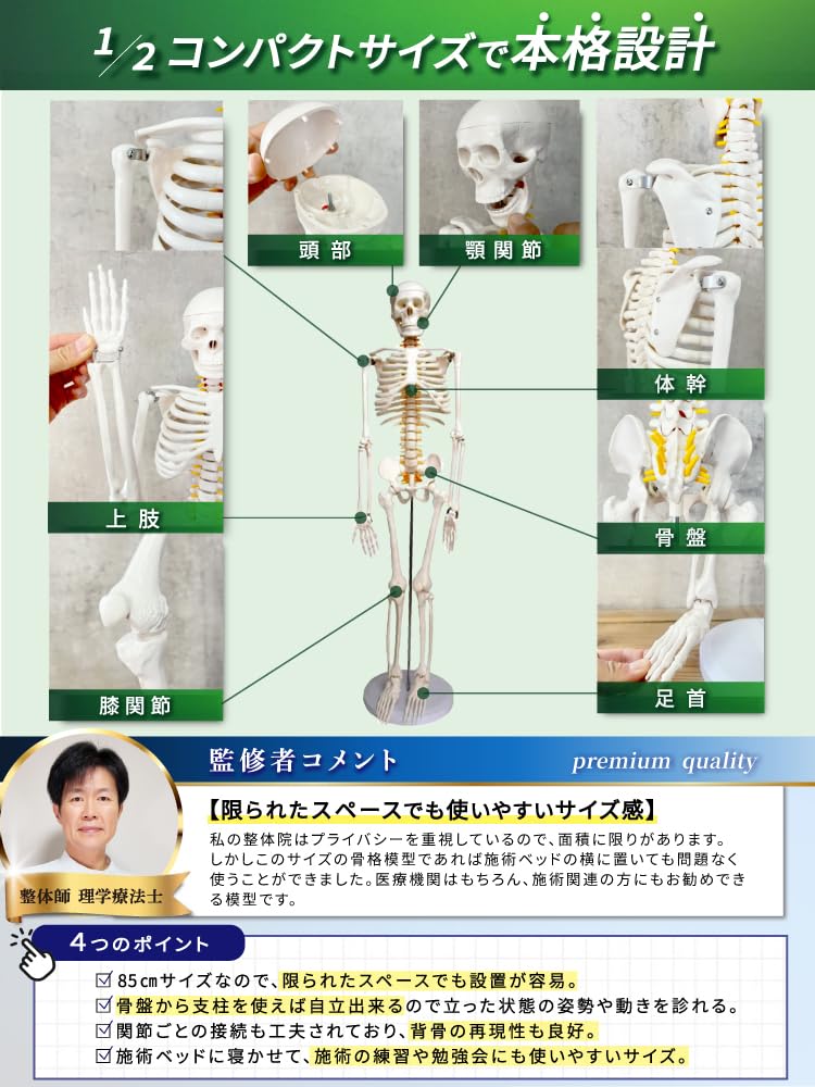 Amazon.co.jp: monolife 人体骨格模型 骨格標本 稼動 直立 スタンド